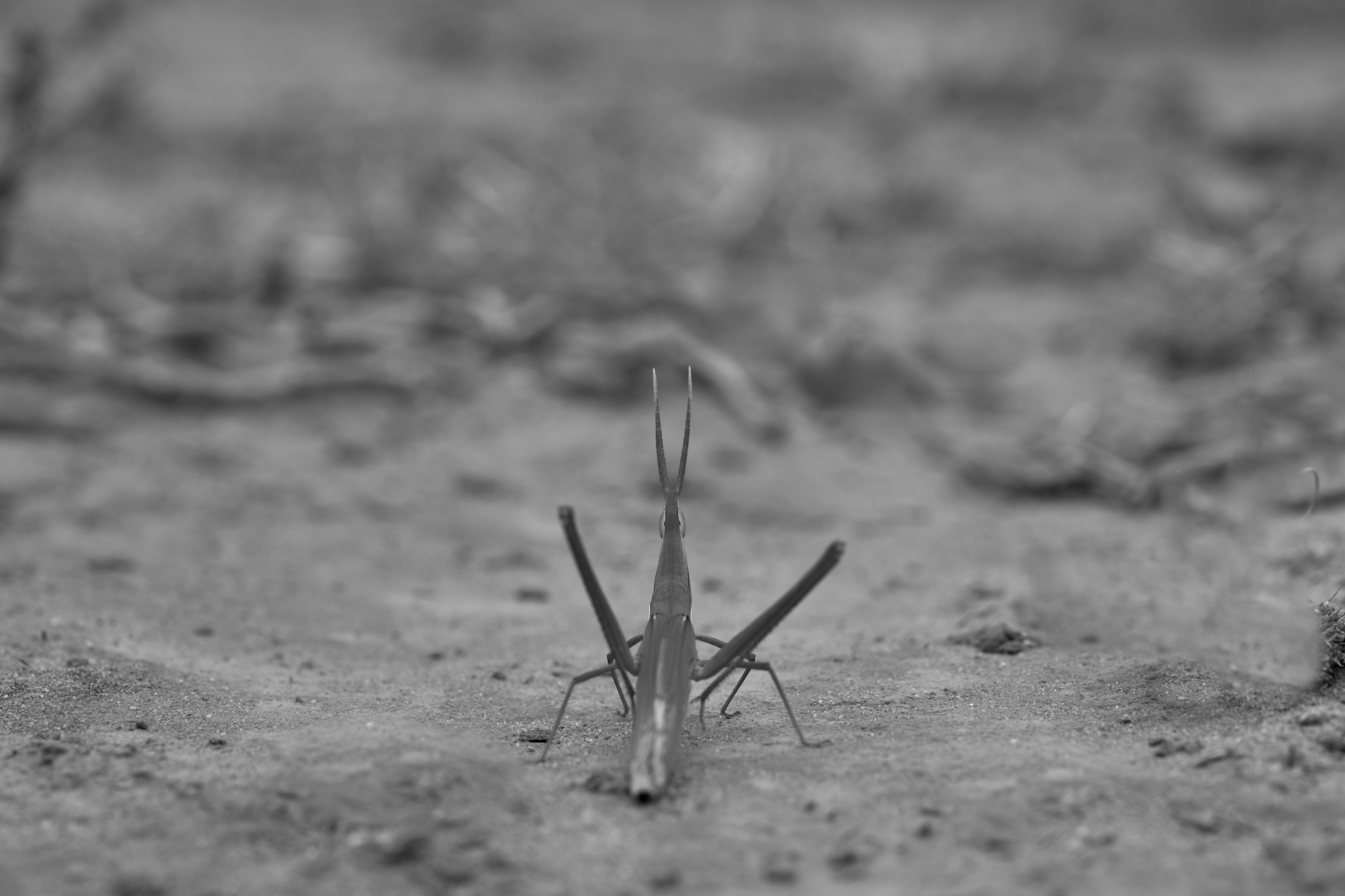 grayscale photo of a praying mantis